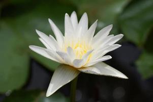 schöner weißer und gelber Lotus im Pool foto