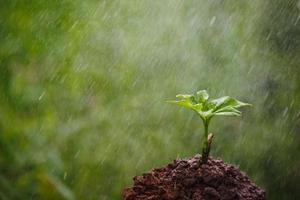 junge Konjakpflanze mit dem Regen foto