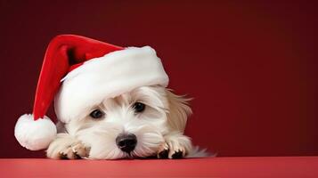 süß Hund im Weihnachtsmänner Hut mit Geschenk Box foto