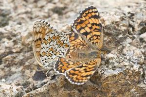Paar Schmetterlinge kopulieren foto