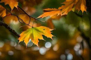 Herbst Blätter, Herbst, Herbst Blätter, Herbst Blätter, Herbst Blätter, Herbst Blätter, Herbst. KI-generiert foto