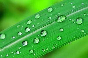 grünes Blatt mit Wassertropfen foto