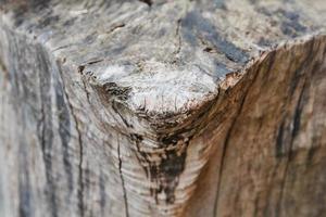 Textur von altem Baum und Stumpf als Hintergrundbild foto