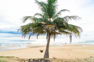 Kokospalme mit tropischem Strand