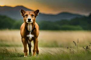 ein Hund ist Stehen im ein Feld mit Berge im das Hintergrund. KI-generiert foto