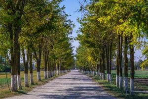 schöne Aussicht auf einen von schönen Bäumen umgebenen Weg in einem Park foto