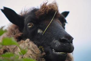 Porträt von färöischen Schafen foto