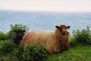 Porträt von färöischen Schafen foto