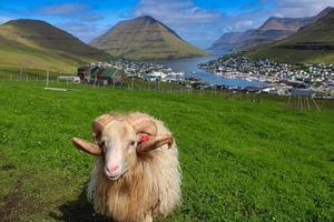 Porträt von färöischen Schafen foto