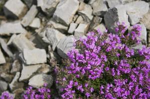 Thymian Blumen. Pflanzenheilkunde. sibirische Kräuter. In foto