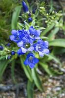 Gentiana. Wildpflanze der Natur Sibiriens. foto