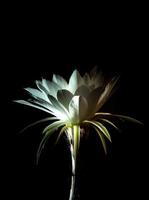 weiße Farbe mit flauschigen Haaren von Kaktusblüten auf schwarzem Hintergrund foto
