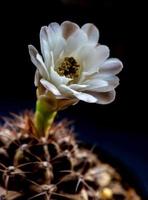 Gymnocalycium Kaktusblüte weiß und hellbraun zartes Blütenblatt foto