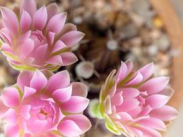 Gruppe von Gymnocalycium-Kaktusblüten rosa zarte Blütenblattblume foto