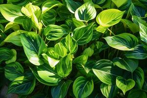 beschwingt Grün Blätter gebadet im Sonnenlicht, präsentieren das Schönheit und Vitalität von Chlorophyllreich Pflanze Leben. generativ ai foto