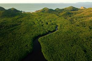 schön Aussicht von Mangrove Strand von Drohne Aussicht foto