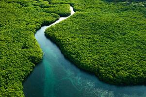 schön Aussicht von Mangrove Strand von Drohne Aussicht foto