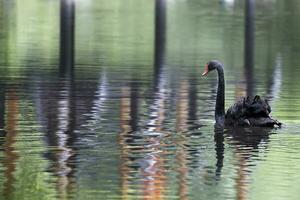 schwarz Schwan auf das See foto