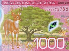 trocken Wald und weißschwänzig Hirsch von Costa Rican Geld foto