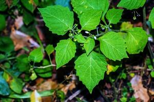 Solanum Nigrum ist ein aufrecht, vielverzweigt jährlich Pflanze wachsend um 60cm groß. das Pflanze ist geerntet von das wild zum lokal verwenden wie ein Essen und Medizin. Solanum Nigrum, das europäisch schwarz Nachtschatten foto