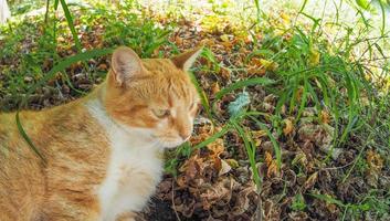 Katze im Gras foto