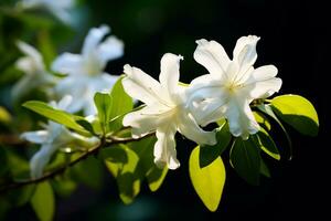 ai generativ Foto von Jasmin Blume im ein transzendent botanisch Garten