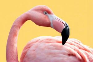 detailliert Rosa Flamingo auf hell Gelb, ai generiert foto