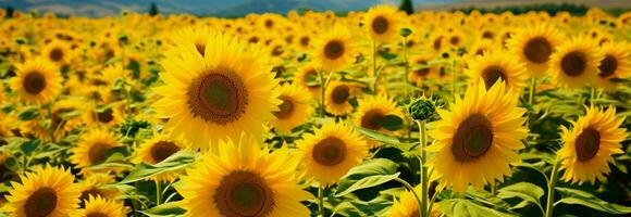Sonnenblume Feld Panorama, ein beschwingt und atemberaubend natürlich Szene zum Hintergründe ai generiert foto
