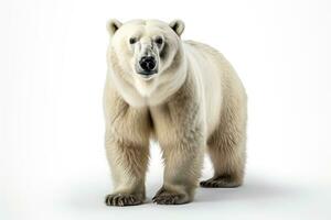 wild Tier Polar- Bär gefährlich Säugetiere Fachmann Werbung Fotografie ai generiert foto