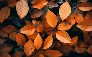 schließen oben von bunt Herbst Blätter Textur. generativ ai foto