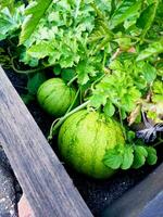 Wassermelonen wachsend im das Garten foto