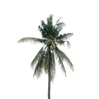 Kokosnussbaum lokalisiert auf einem weißen Hintergrund foto