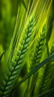 Grün Gerste Spitze Nahaufnahme, Grün Weizen, voll Getreide, schließen oben von ein Ohr von unreif Weizen, ai generativ foto