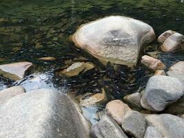 schließen oben Fisch im das Wasser foto