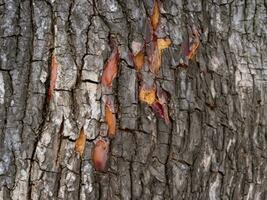 Rinde von Baum mit Risse und Kratzer foto