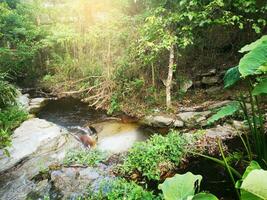 Fluss im das Wald, Natur Hintergrund foto