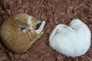 Katzen schlafen zu einem Ball zusammengerollt. zwei Hauskatzen schlafen auf dem Bett.