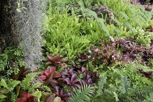 tropische grüne Umgebung im Garten im Freien foto