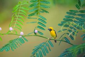 asiatischer goldener Webervogel, der auf Zweig hockt.
