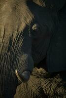 Profil von ein Elefant im Fading Licht. foto