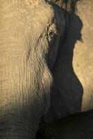 ein Seite Profil von ein groß afrikanisch Elefant. foto