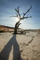 Starburst durch tot Baum im deadvlei. foto