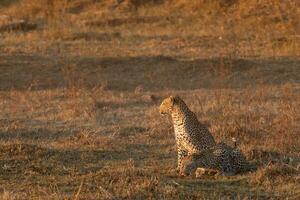 ein Leopard und ihr Jungtier im das Okavango Delta. foto