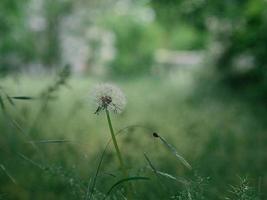 weiße Löwenzahnblume im grünen Gras mit wilden gelben Blumen foto