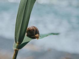 clsnail auf einem grünen Blatt auf dem Hintergrund des Meeres. große schnecke kriecht