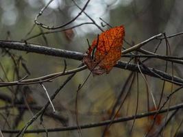 Herbst verdorrte trockenes gelbes Blatt auf einem Ast foto