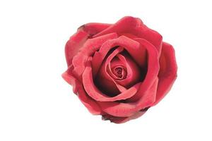 frische blume rote rosen isoliert foto