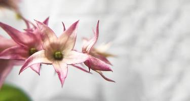 Asclepiadoideae Milkweeds Blume foto