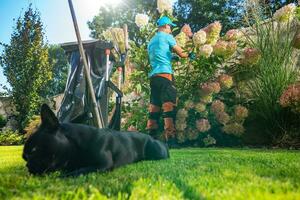 Garten Arbeiter Reinigung Hortensie Blumen durch entfernen tot Blätter foto