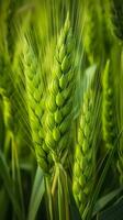 Grün Gerste Spitze Nahaufnahme, Grün Weizen, voll Getreide, schließen oben von ein Ohr von unreif Weizen, ai generativ foto